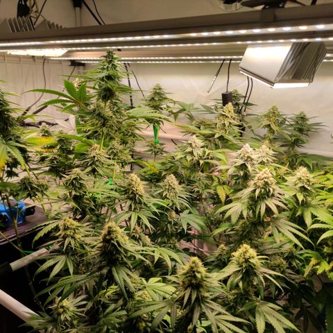Tropicana Cherry #1 growlog timeline photo