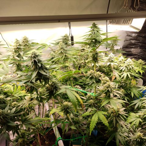 Tropicana Cherry #1 growlog timeline photo