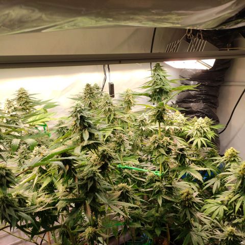 Tropicana Cherry #1 growlog timeline photo