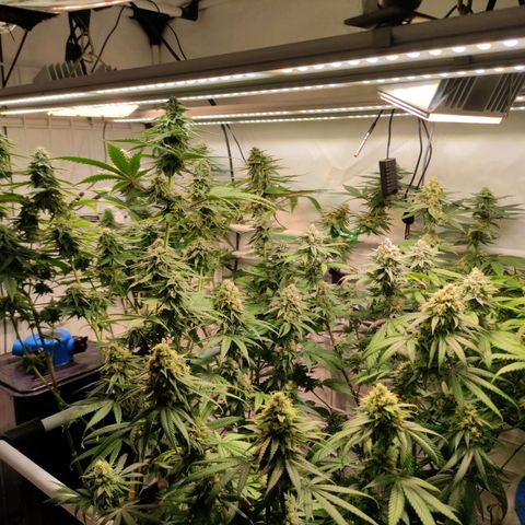 Tropicana Cherry #1 growlog timeline photo