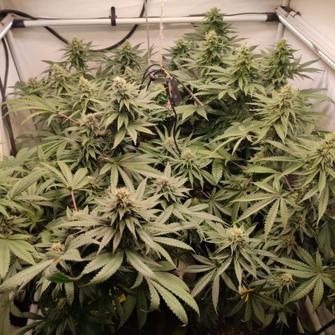 Rainbow Cheatz #1 growlog timeline photo