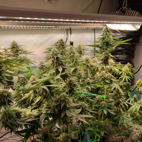 Tropicana Cherry #1 growlog timeline photo
