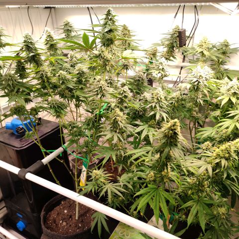 Tropicana Cherry #1 growlog timeline photo