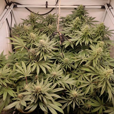 Rainbow Cheatz #1 growlog timeline photo