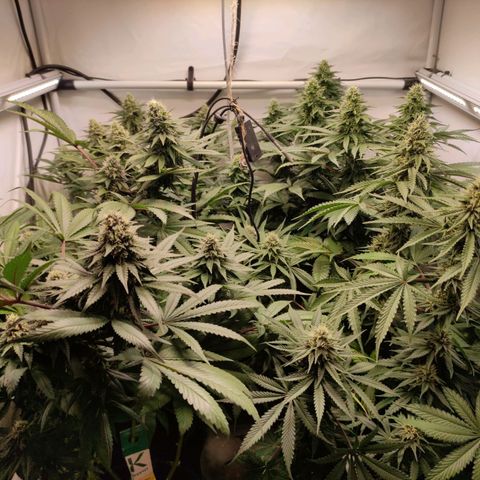 Rainbow Cheatz #1 growlog timeline photo