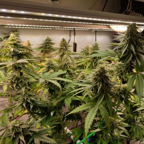 Tropicana Cherry #1 growlog timeline photo