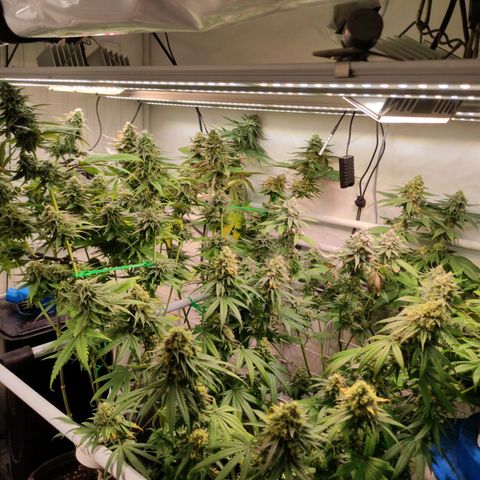 Tropicana Cherry #1 growlog timeline photo
