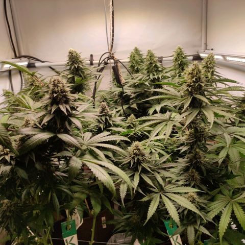 Rainbow Cheatz #1 growlog timeline photo