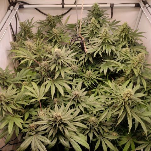 Rainbow Cheatz #1 growlog timeline photo