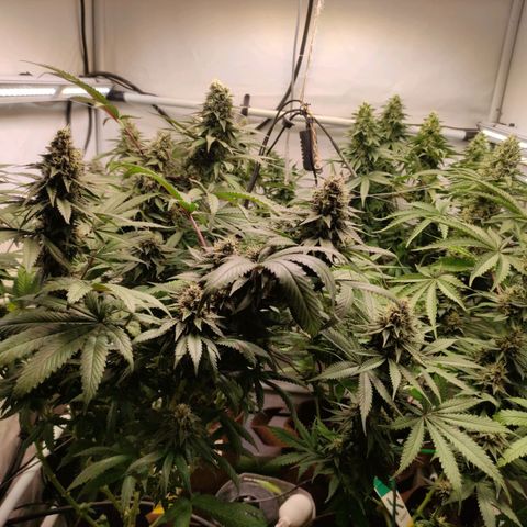 Rainbow Cheatz #1 growlog timeline photo