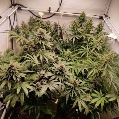 Rainbow Cheatz #1 growlog timeline photo