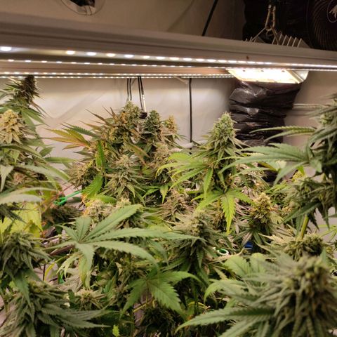 Tropicana Cherry #1 growlog timeline photo