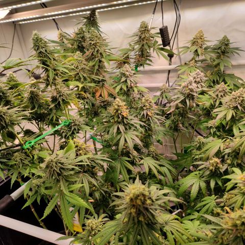 Tropicana Cherry #1 growlog timeline photo