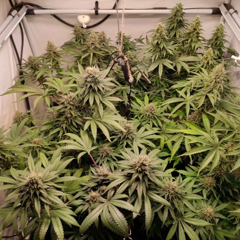 Rainbow Cheatz #1 growlog timeline photo