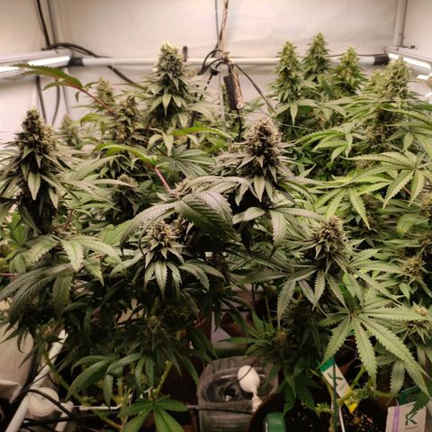Rainbow Cheatz #1 growlog timeline photo