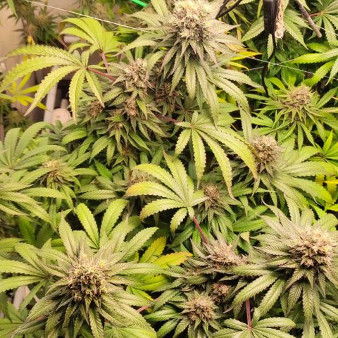 Rainbow Cheatz #1 growlog timeline photo