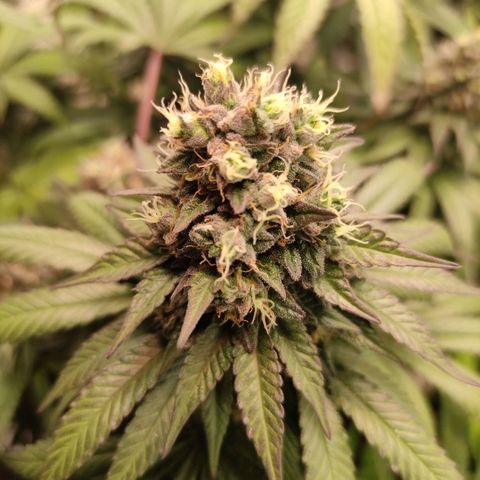 Rainbow Cheatz #1 growlog timeline photo