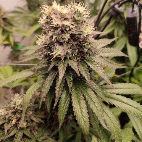 Rainbow Cheatz #1 growlog timeline photo