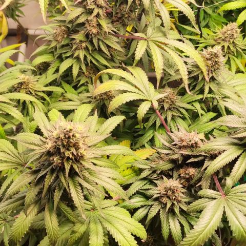 Rainbow Cheatz #1 growlog timeline photo