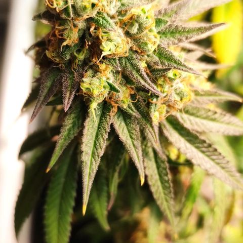 Tropicana Cherry #1 growlog timeline photo