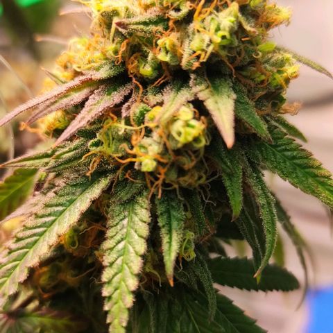 Tropicana Cherry #1 growlog timeline photo