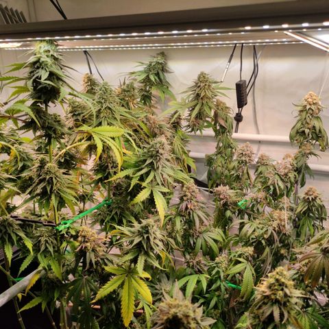 Tropicana Cherry #1 growlog timeline photo