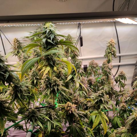 Tropicana Cherry #1 growlog timeline photo