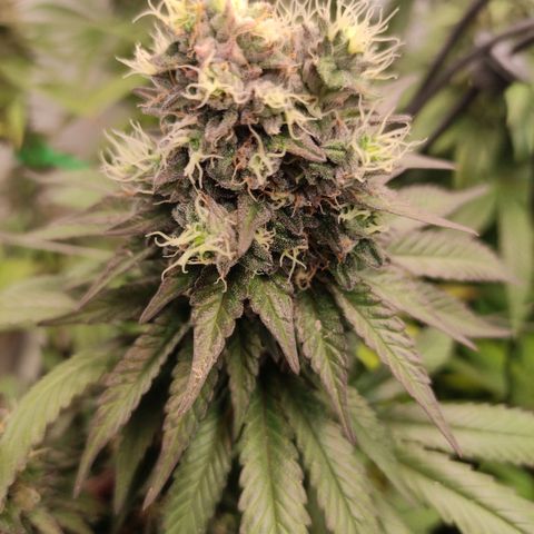 Rainbow Cheatz #1 growlog timeline photo