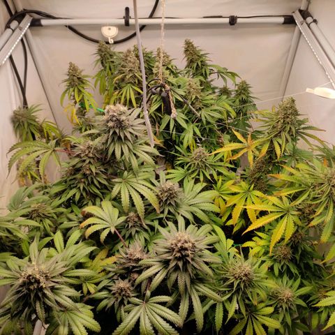 Rainbow Cheatz #1 growlog timeline photo