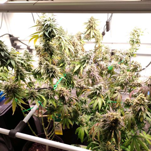 Tropicana Cherry #1 growlog timeline photo