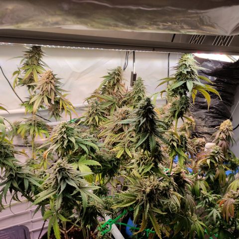 Tropicana Cherry #1 growlog timeline photo