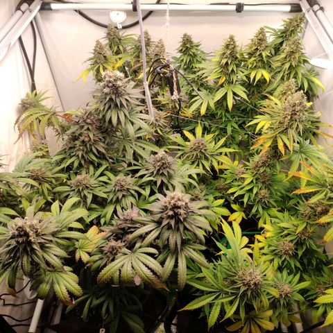 Rainbow Cheatz #1 growlog timeline photo