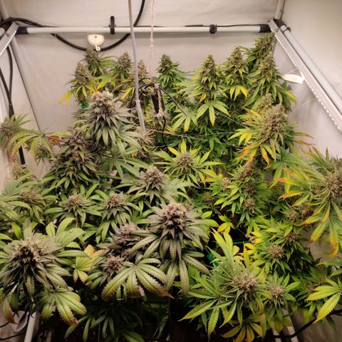 Rainbow Cheatz #1 growlog timeline photo
