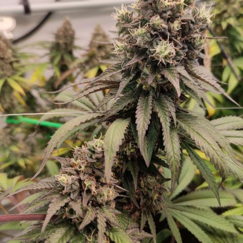 Rainbow Cheatz #1 growlog timeline photo