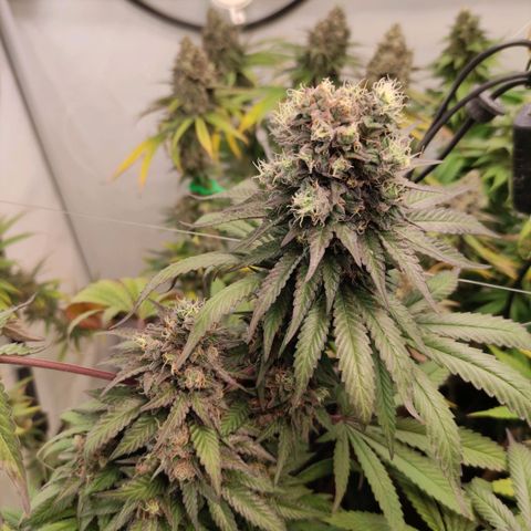 Rainbow Cheatz #1 growlog timeline photo