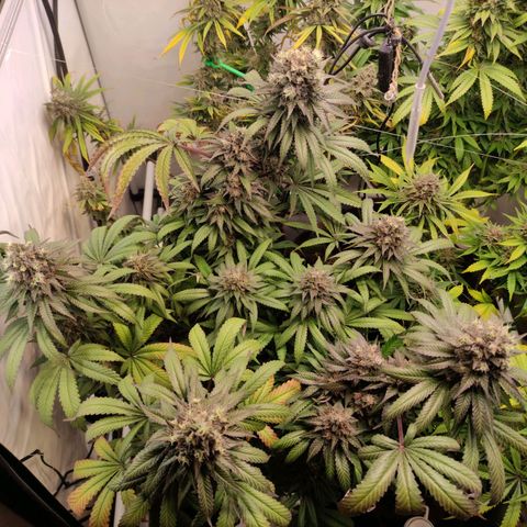 Rainbow Cheatz #1 growlog timeline photo
