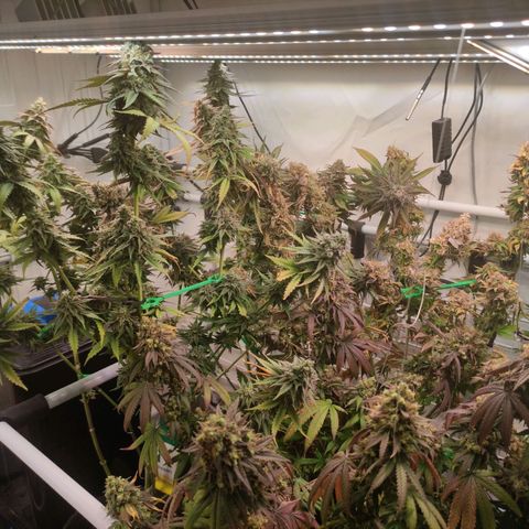 Tropicana Cherry #1 growlog timeline photo