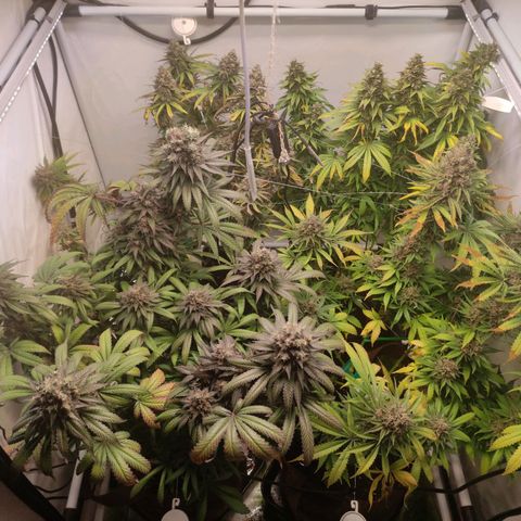 Rainbow Cheatz #1 growlog timeline photo