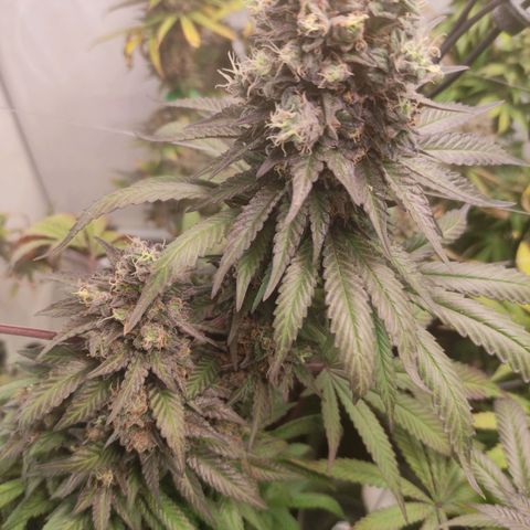 Rainbow Cheatz #1 growlog timeline photo