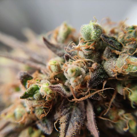 Tropicana Cherry #1 growlog timeline photo