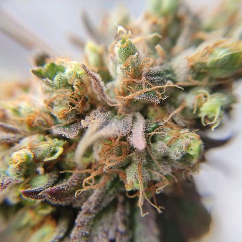 Tropicana Cherry #1 growlog timeline photo