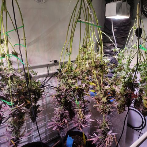 Tropicana Cherry #1 growlog timeline photo