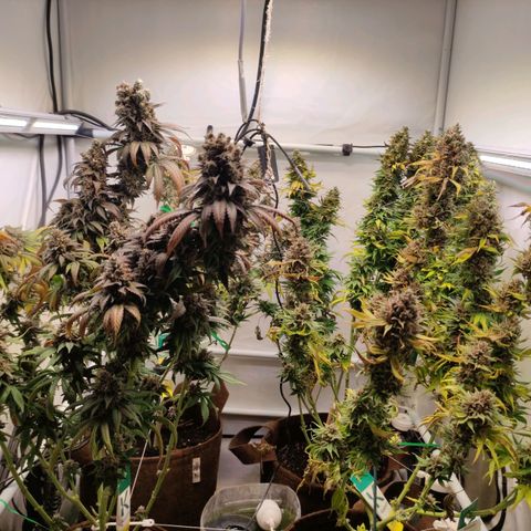 Rainbow Cheatz #1 growlog timeline photo