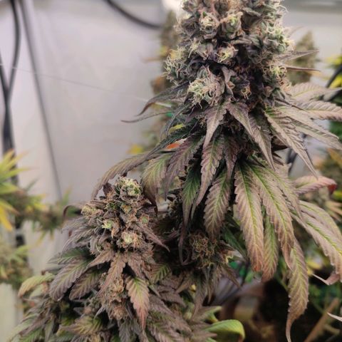 Rainbow Cheatz #1 growlog timeline photo