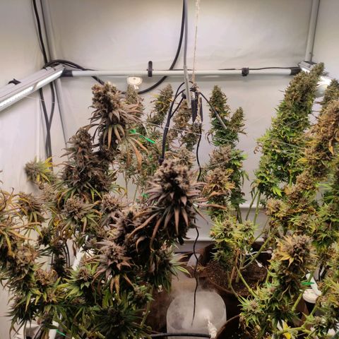 Rainbow Cheatz #1 growlog timeline photo