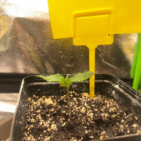 Red mandarine  growlog timeline photo