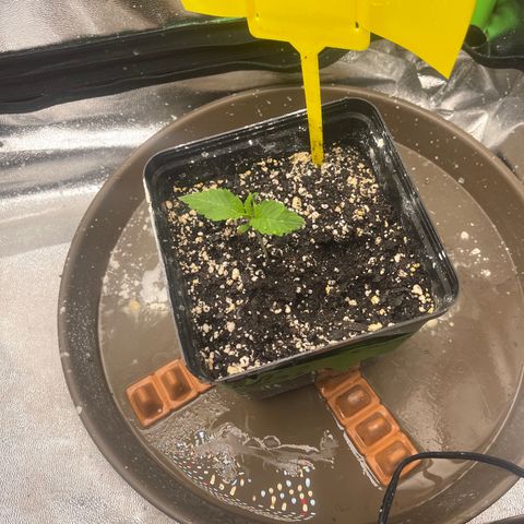 Red mandarine  growlog timeline photo