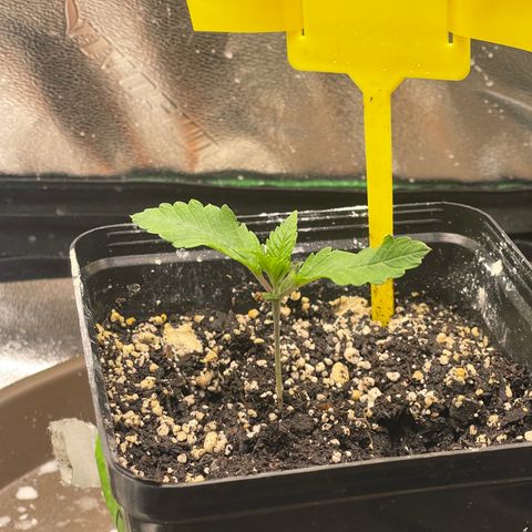 Red mandarine  growlog timeline photo