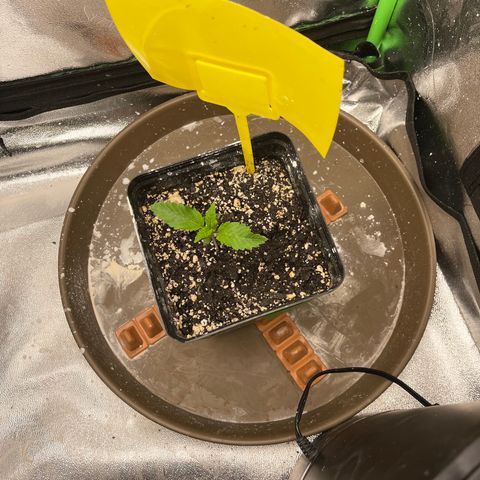 Red mandarine  growlog timeline photo
