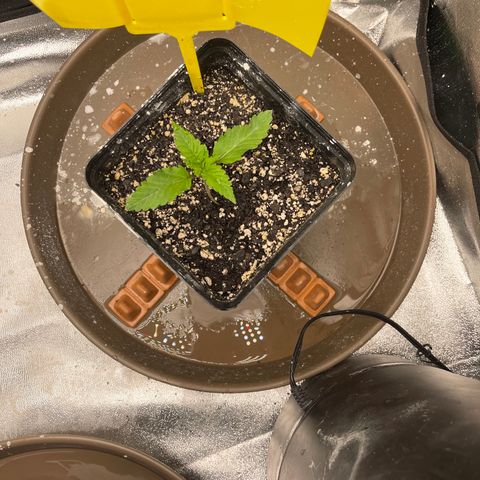 Red mandarine  growlog timeline photo